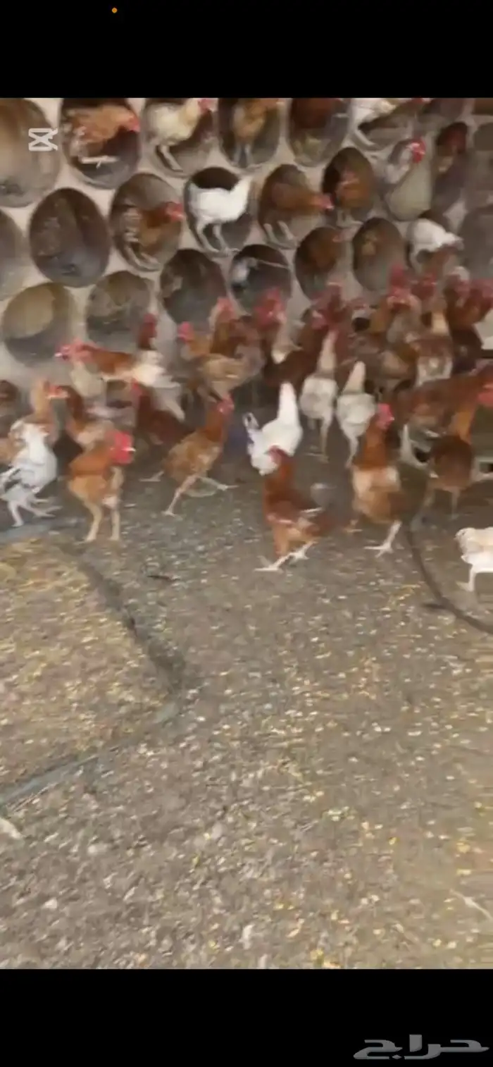 دجاج بلدي ديوك 0