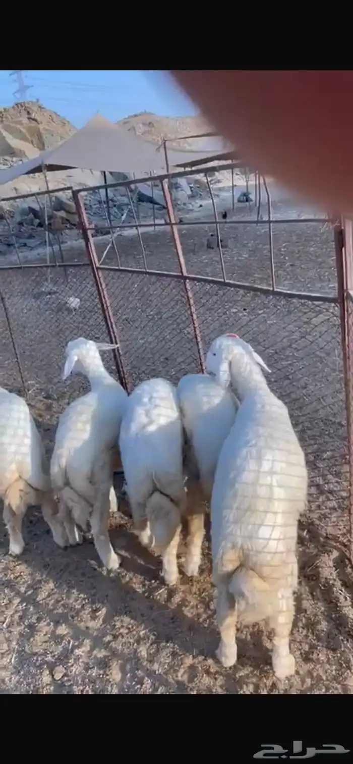 غنم حري ذبايح للبيع 5طليان الحد فيها 1400 2