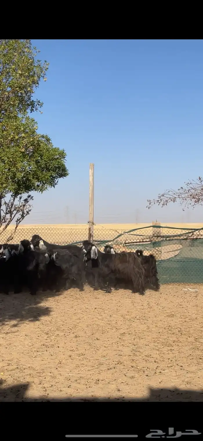 معزا عوارض معرفات مراح بفحلها 4