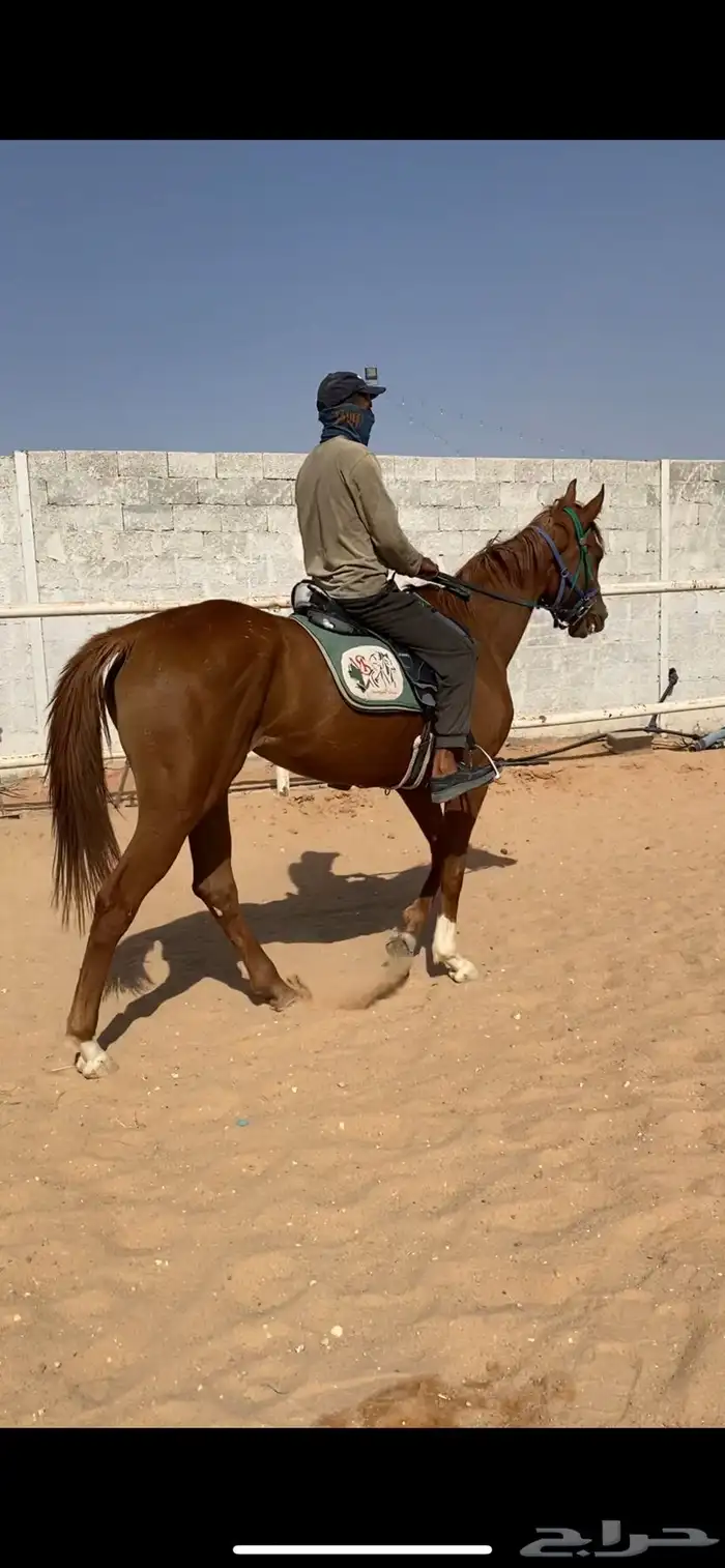 فرس بكر شقراء للبيع 1