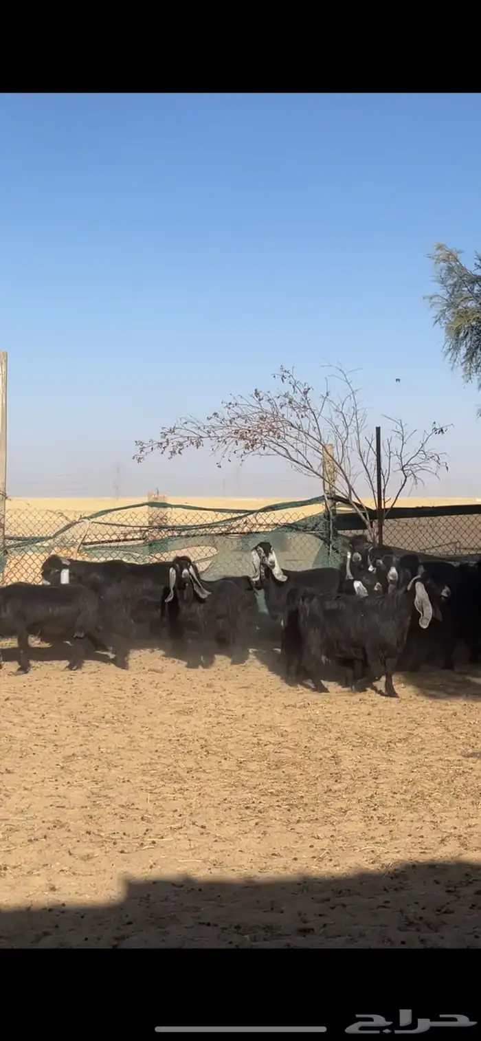 معزا عوارض معرفات مراح بفحلها 6