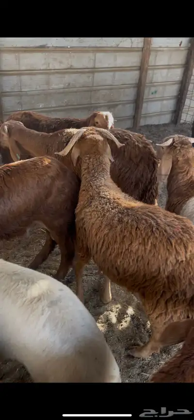 ذبايح حري سواكن تيوس 5