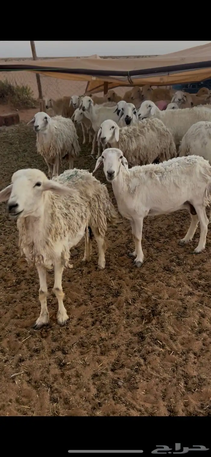 حريات حرش للبيع 1