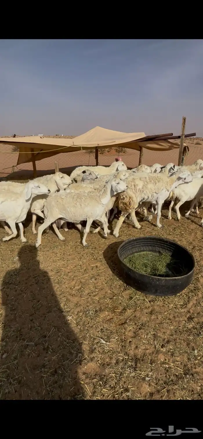 حريات حرش للبيع 6