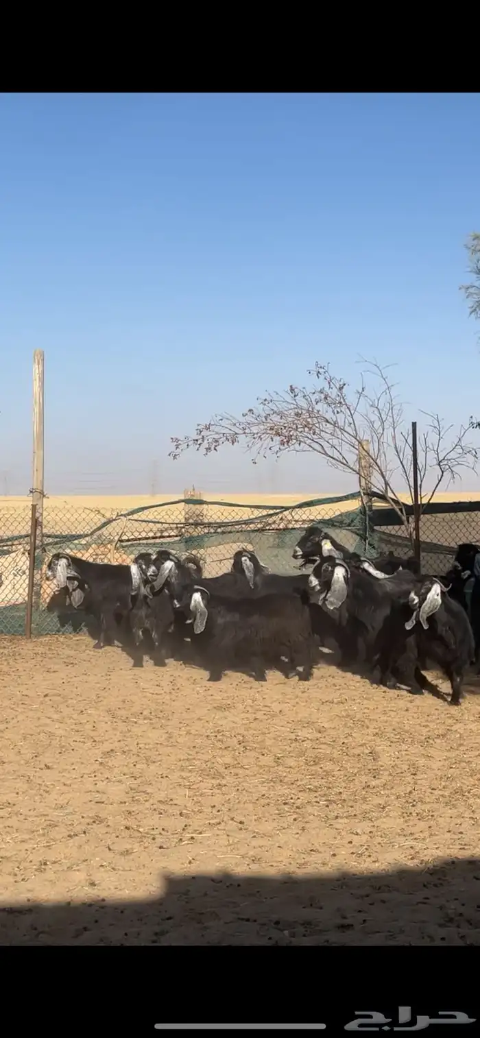 معزا عوارض معرفات مراح بفحلها 5