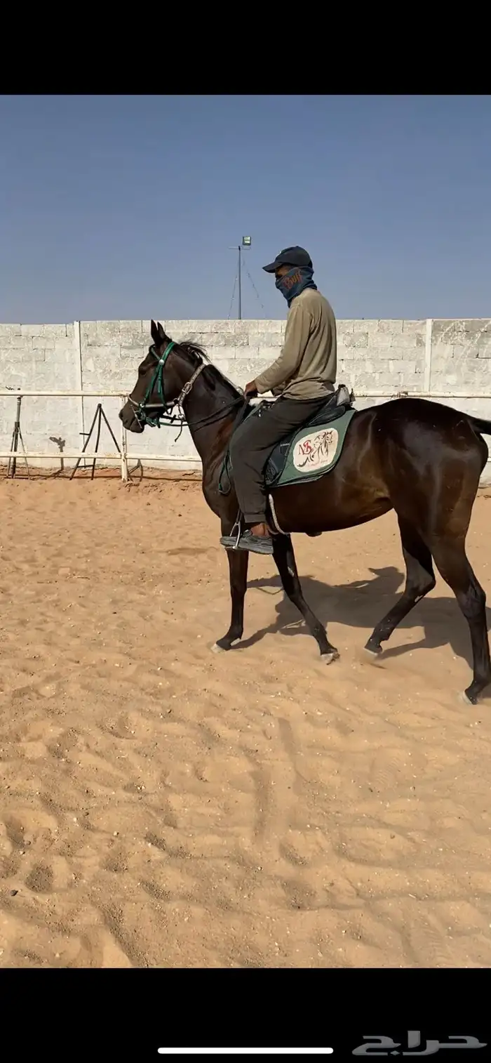 فرس انقليزيه حاضنه بكر 3