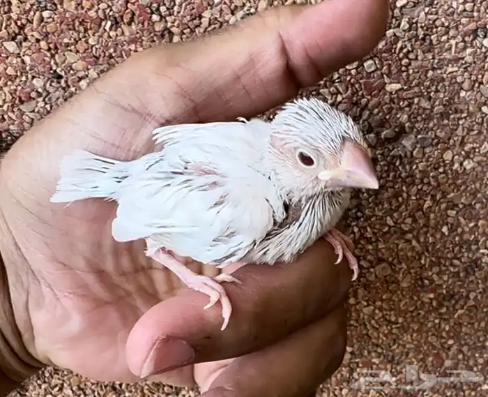 فرخ جاوا دايلوت مميز 1