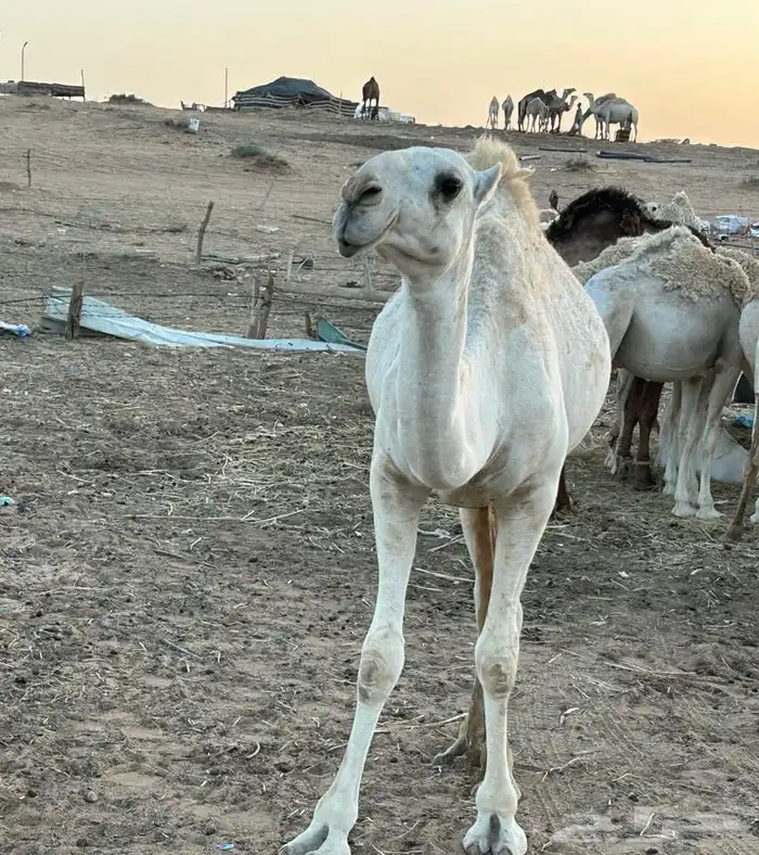 بكره وضحاء لقيه للبيع 0