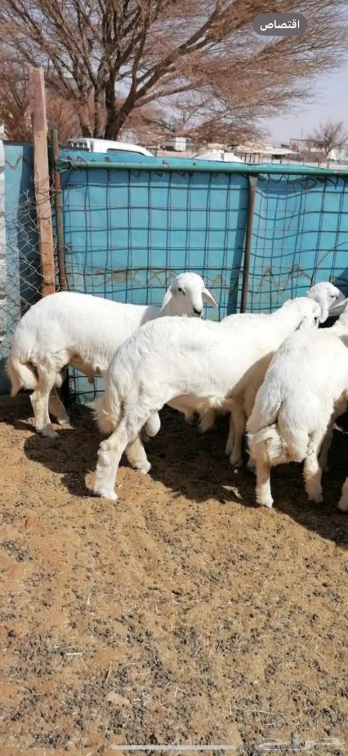 ابو عبدالله لبيع الذبايح 2