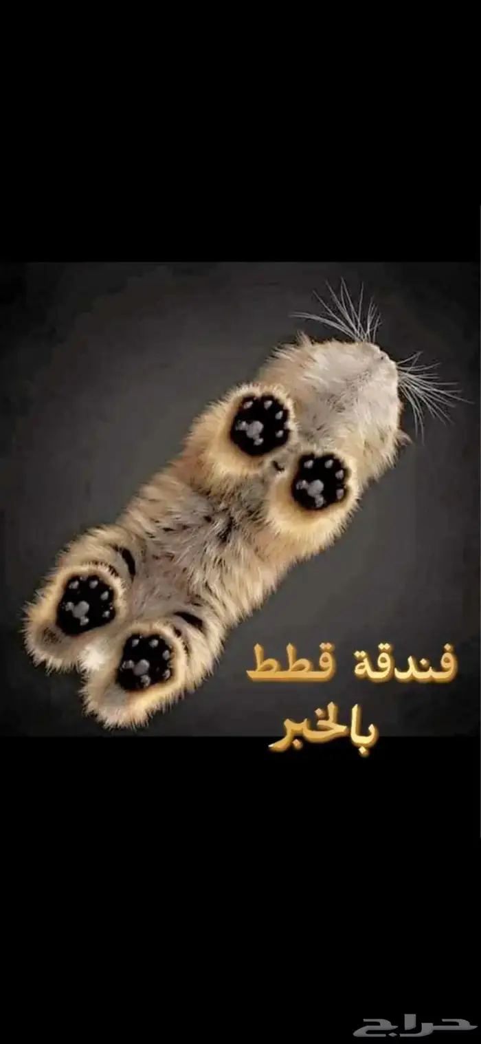 فندقه قطط بالخبر 0