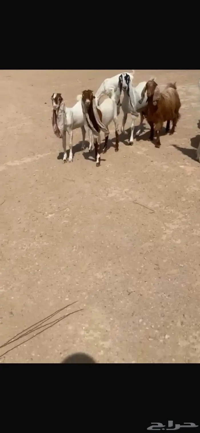 للبيع غنم هولنديه معزا عدد 9 بالفحل 0