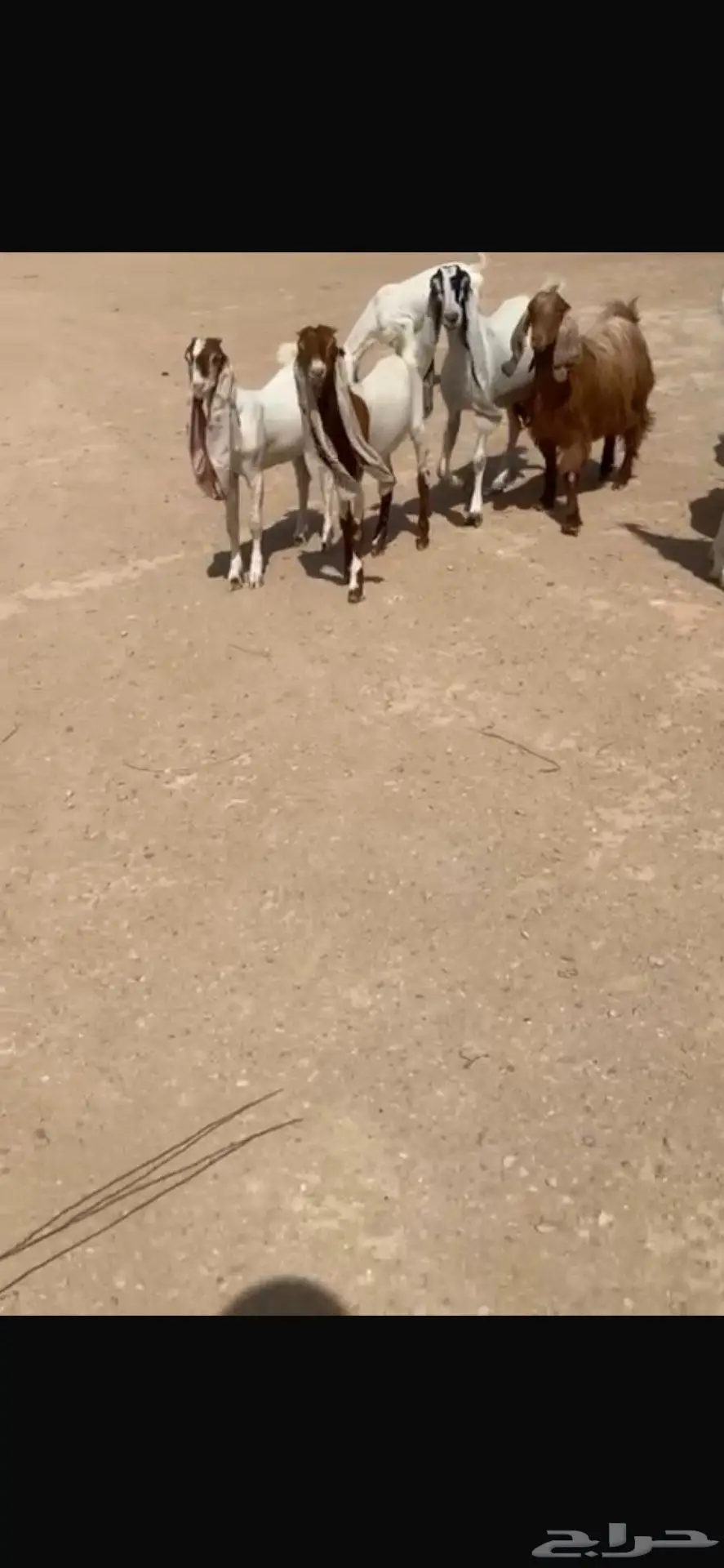 للبيع غنم هولنديه معزا عدد 9 بالفحل 0
