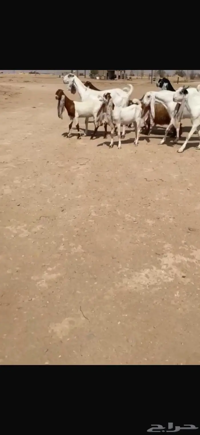 للبيع غنم هولنديه معزا عدد 9 بالفحل 3