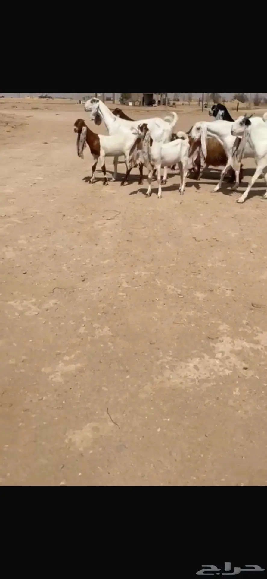 للبيع غنم هولنديه معزا عدد 9 بالفحل 3