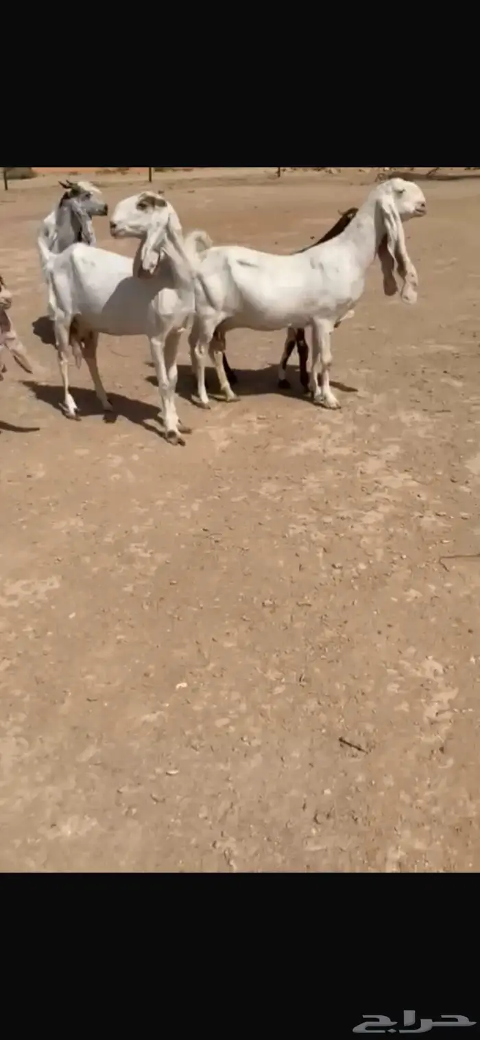 للبيع غنم هولنديه معزا عدد 9 بالفحل 1