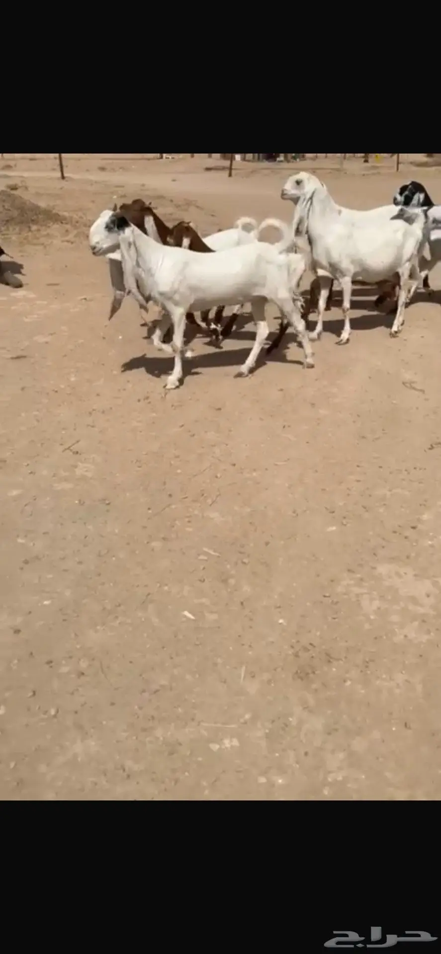 للبيع غنم هولنديه معزا عدد 9 بالفحل 4