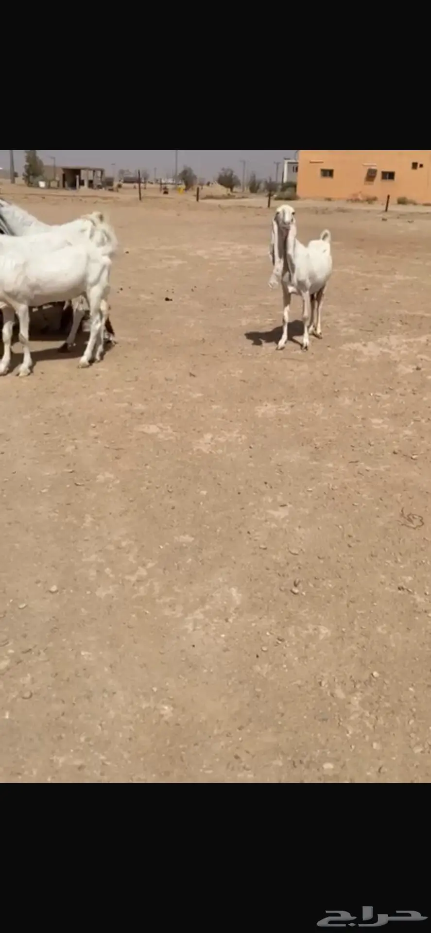 للبيع غنم هولنديه معزا عدد 9 بالفحل 2