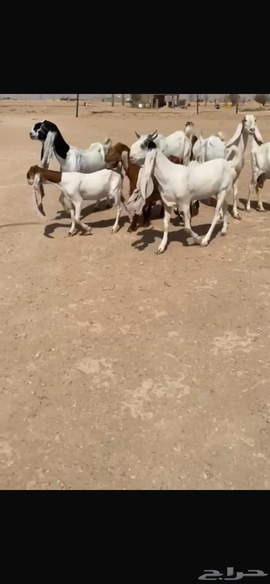 للبيع غنم هولنديه معزا عدد 9 بالفحل 6