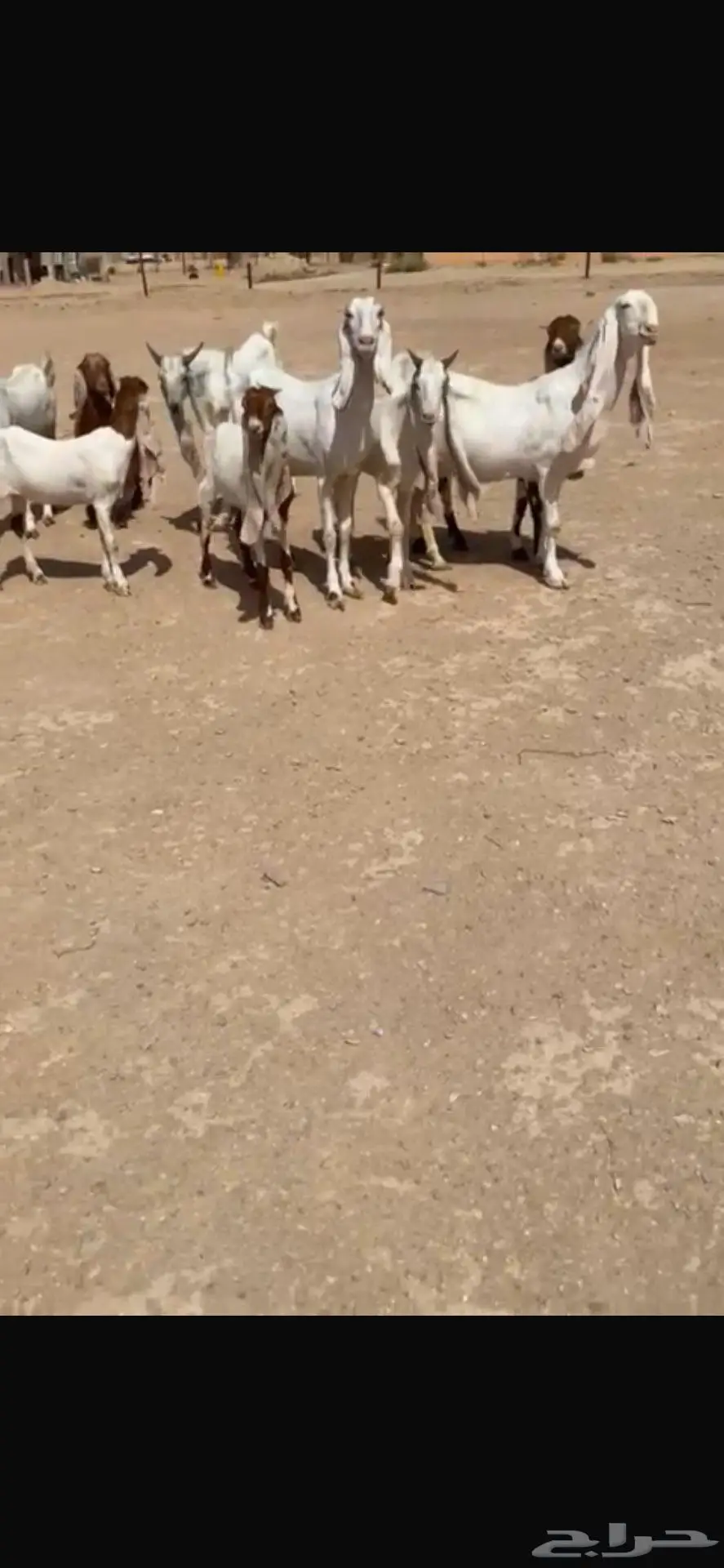للبيع غنم هولنديه معزا عدد 9 بالفحل 7