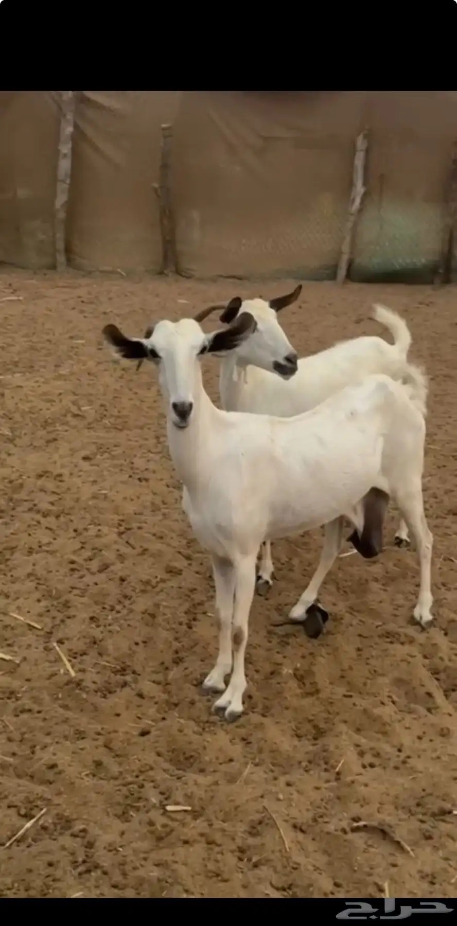 عرضين ماعز 3