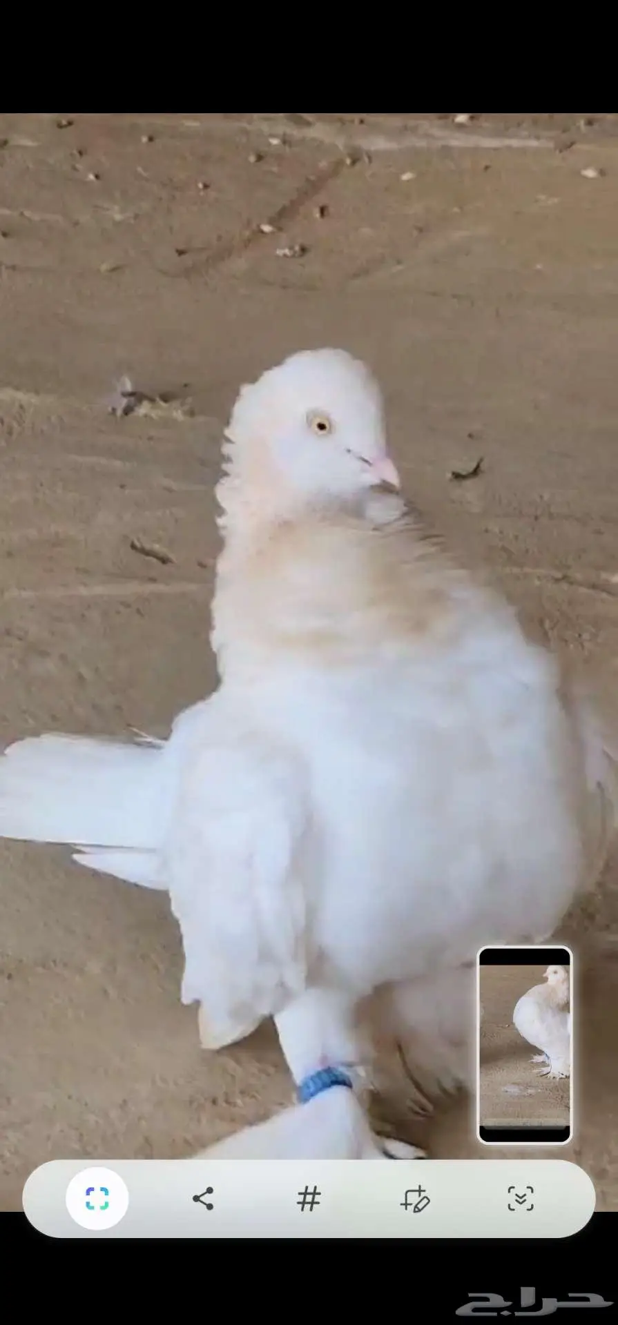 زوج كرنقو لمن بار 4