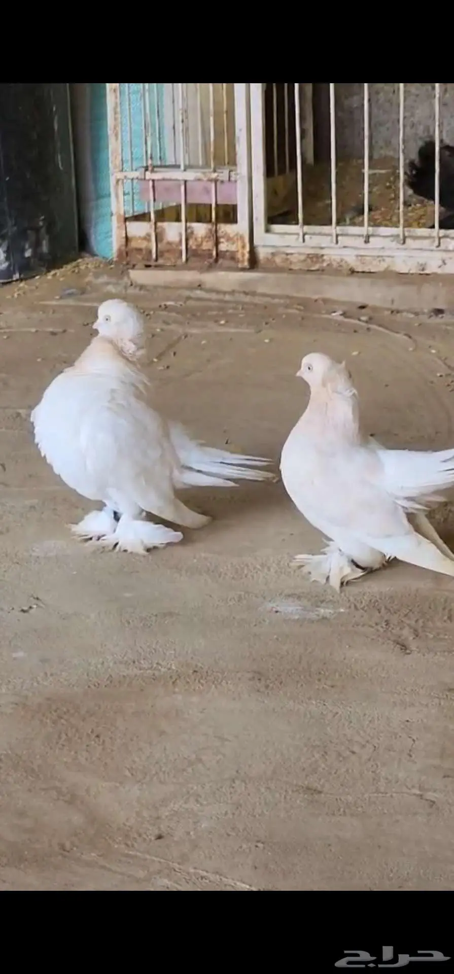 زوج كرنقو لمن بار 5