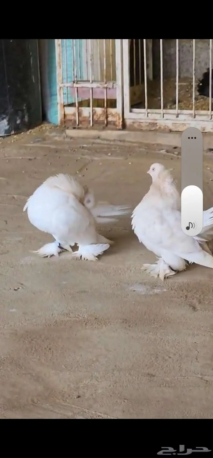 زوج كرنقو لمن بار 1