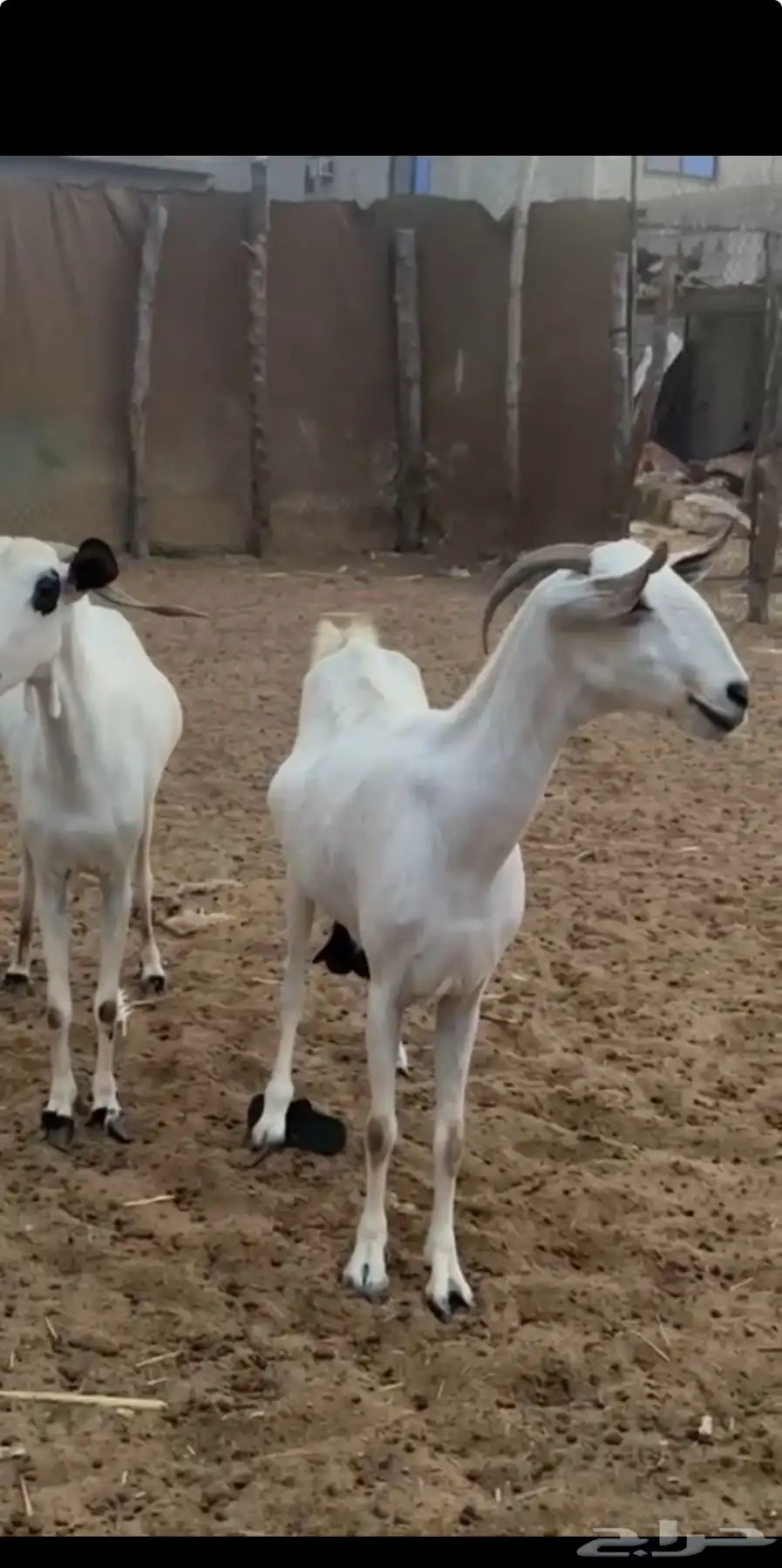 عرضين ماعز 1