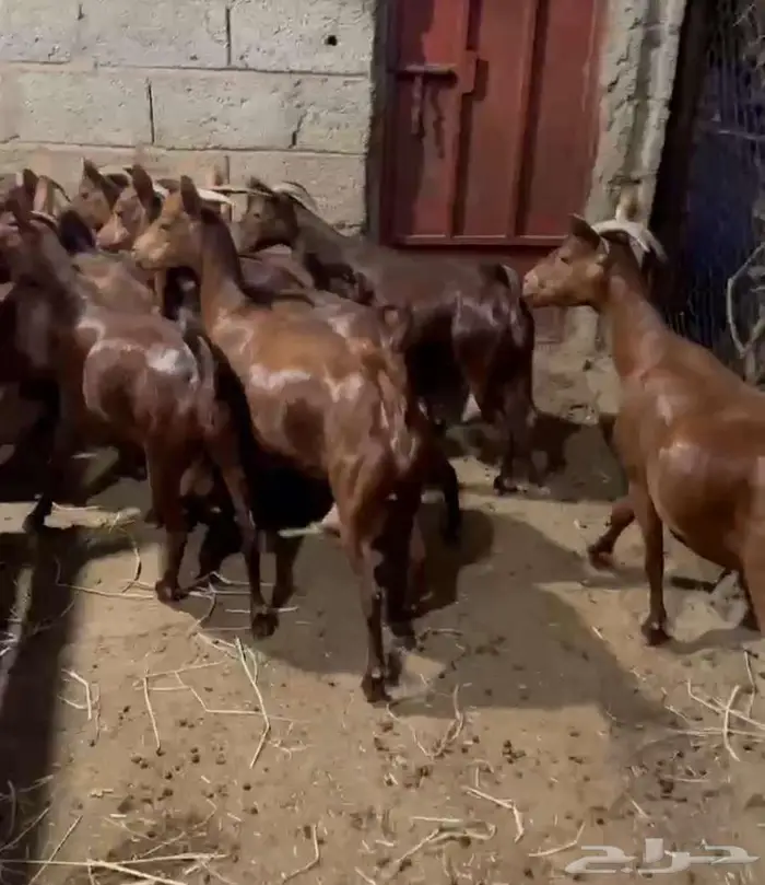 معزا دهم صنف الصنف 1