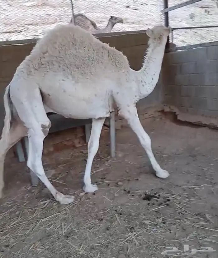 للبيع مفرود تربية بمزرعة 0