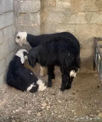 ذبايح طليان نجد 0