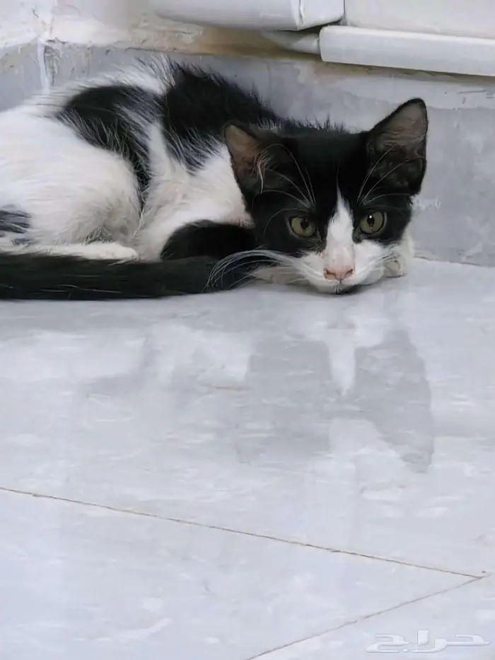 جنوب الرياض 2