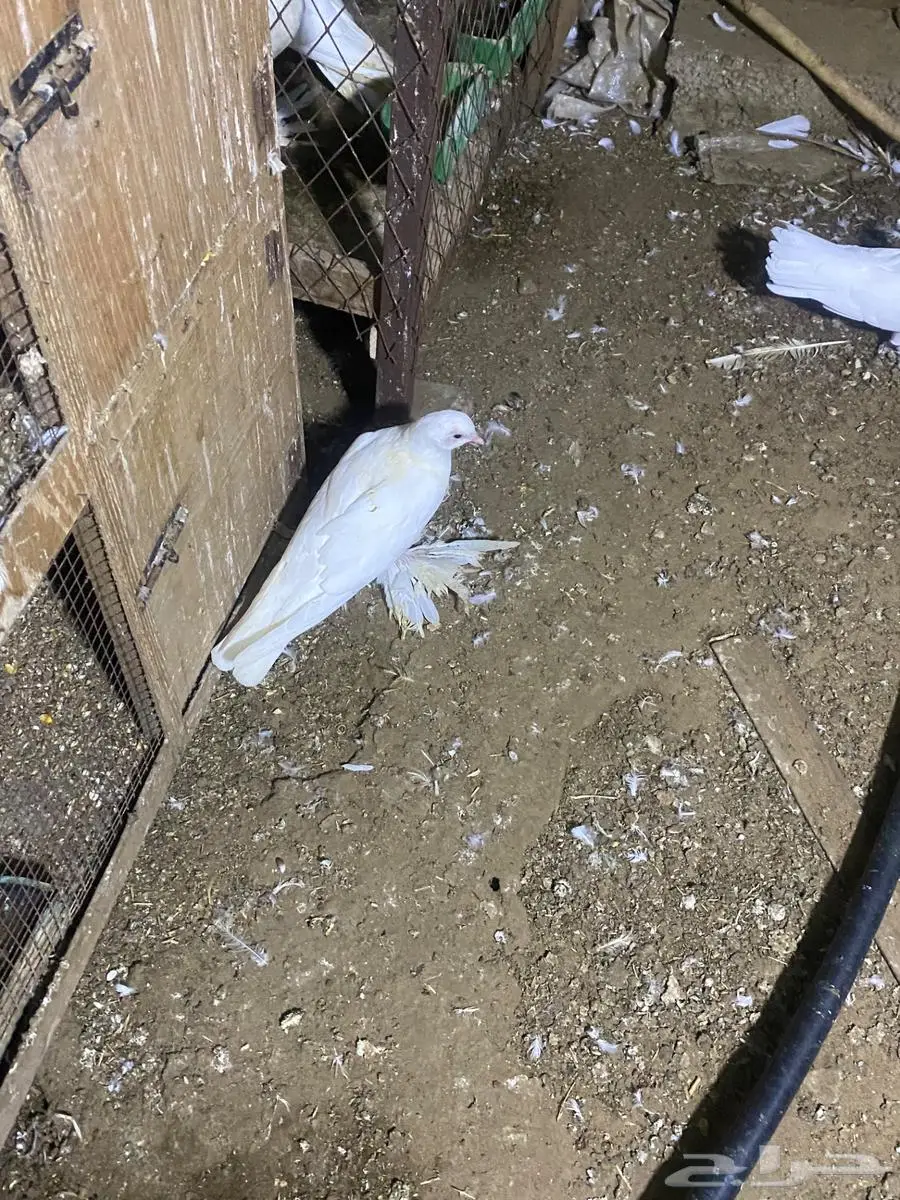 حمام نفاخ 6
