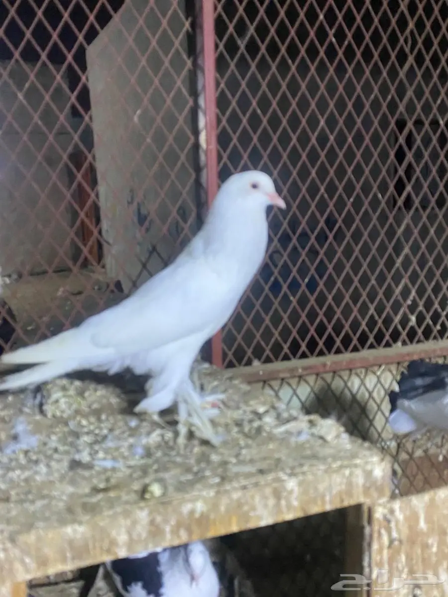 حمام نفاخ 5