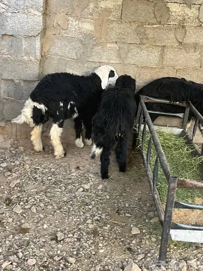 ذبايح طليان نجد 1