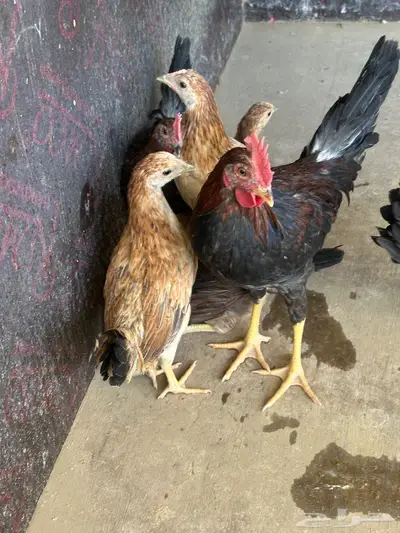 فروخ دجاج عربي 3