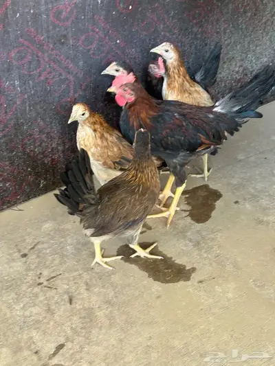 فروخ دجاج عربي 2