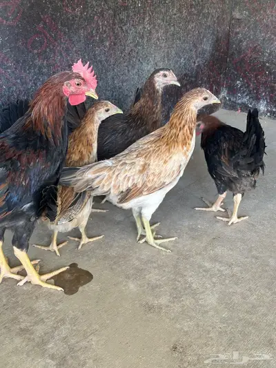 فروخ دجاج عربي 9