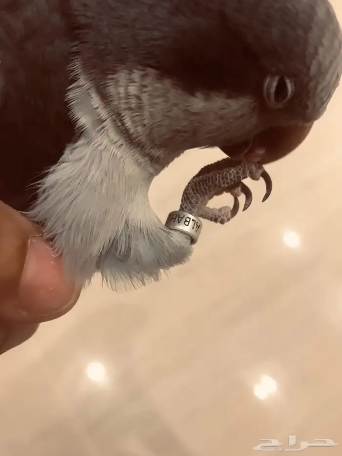 ببغاء كويكر مفقود 0