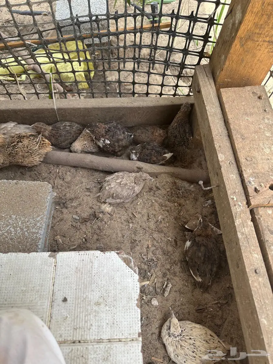 سمان بياض 0