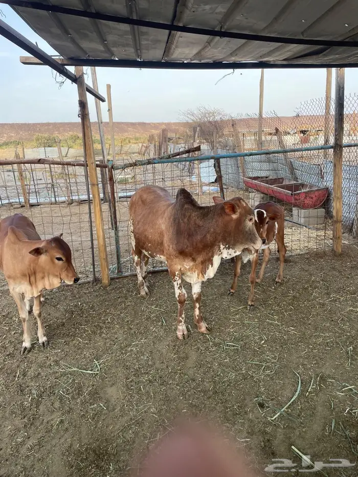 حسيل بالربع 0