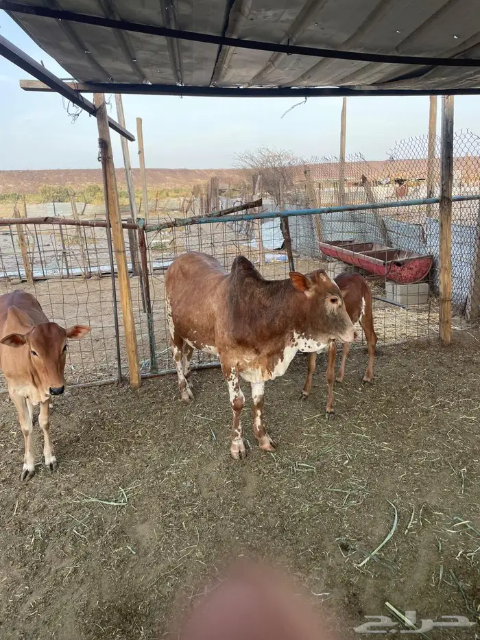 حسيل بالربع 2