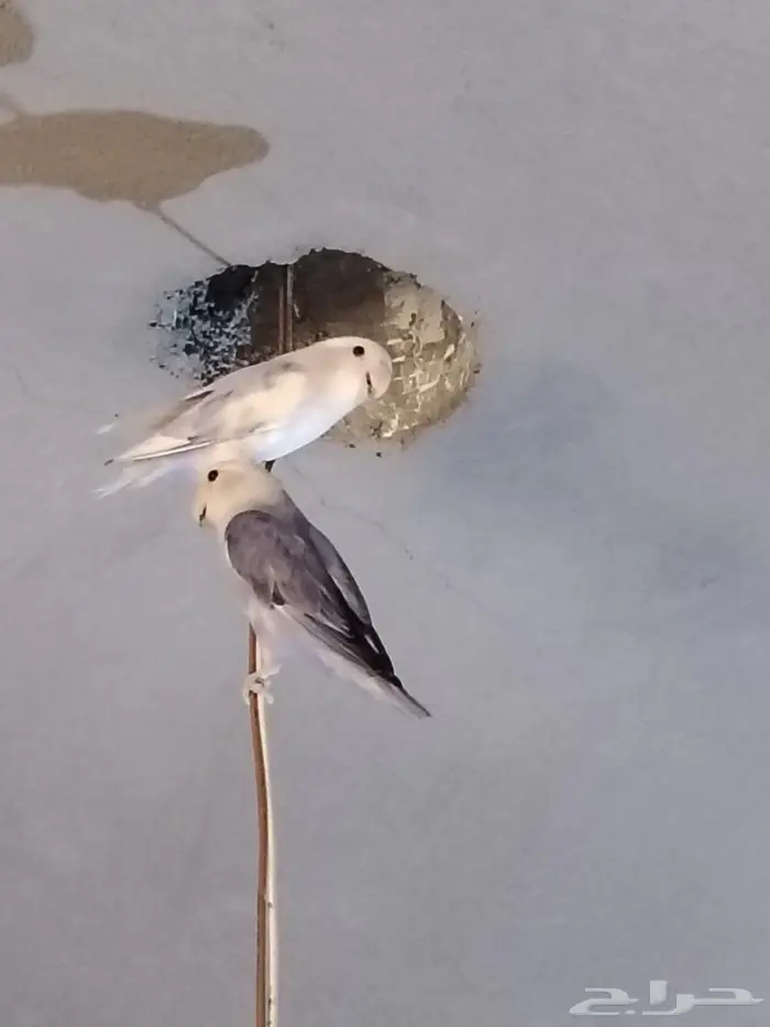طيور روز 12