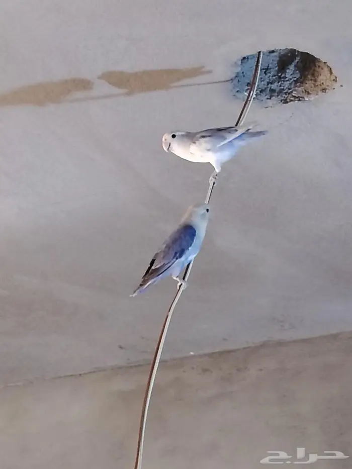 طيور روز 16