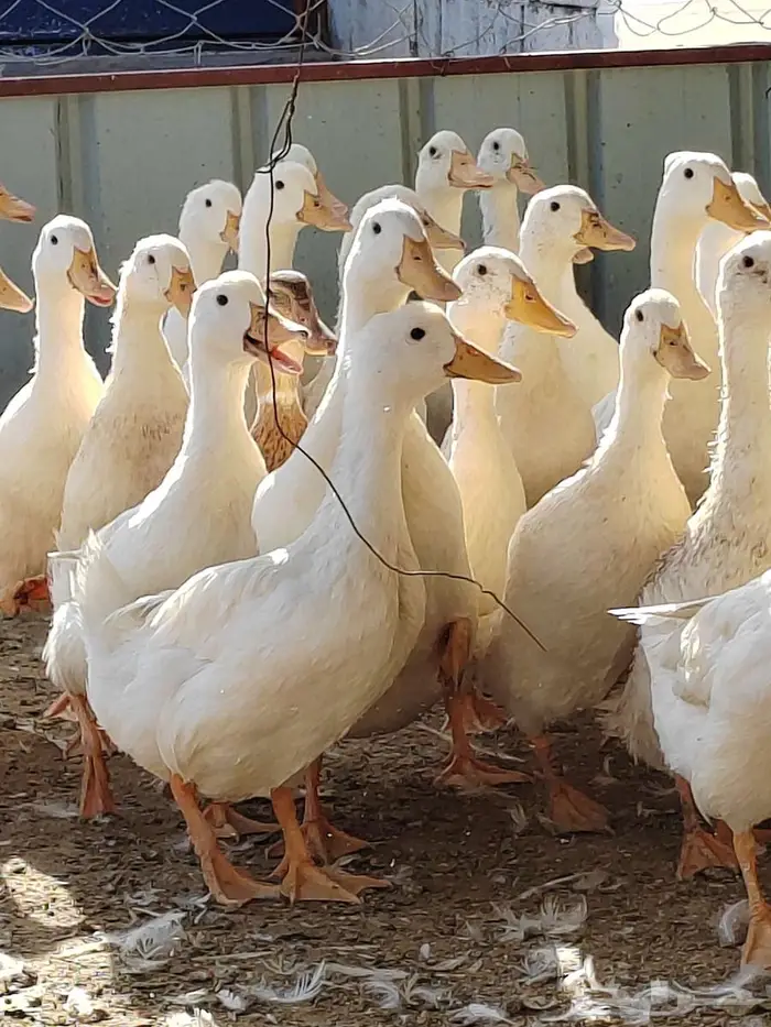 بط بكيني عمر فوق سنه 1