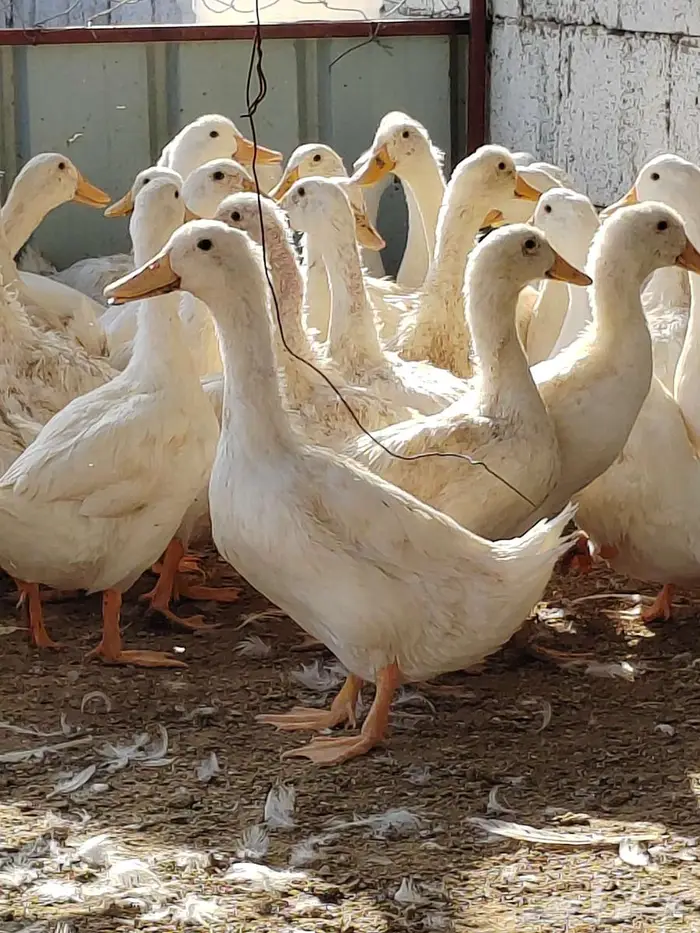 بط بكيني عمر فوق سنه 0