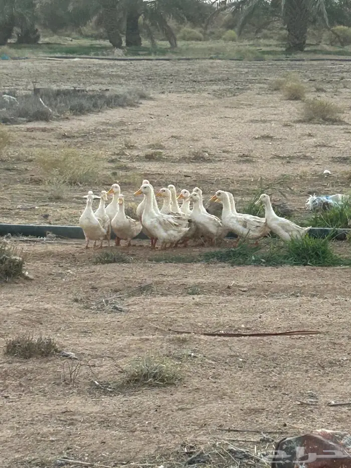 للبيع بط بكيني 3