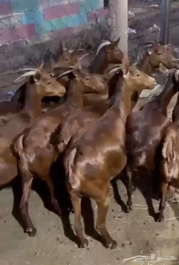 معزا دهم صنف الصنف 0