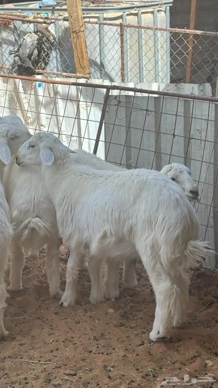 ابو عبدالله لبيع الذبايح 4