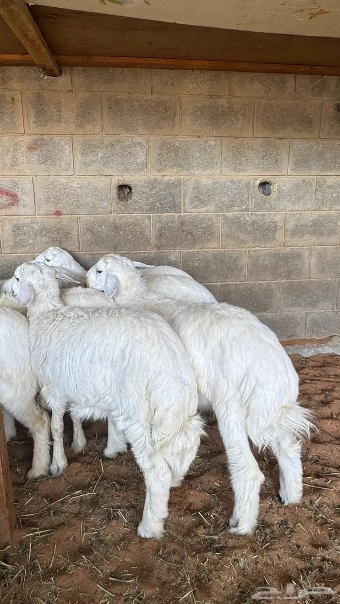 ابو عبدالله لبيع الذبايح 7